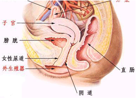 <em>女性泌尿系统感染的</em>症状_上海宏康医院妇科中