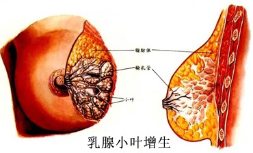 <em>乳腺小叶增生</em>的治疗方法_上海宏康医院外科
