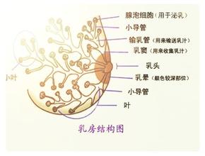 更年期<em>女性</em>出现<em>乳房疼痛</em>正常吗?_上海宏康医