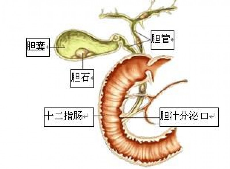 口腔结石的位置 14346815701417.jpg