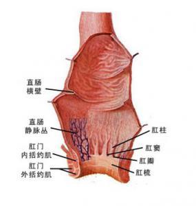 治痔疮的偏方_如何治痔疮